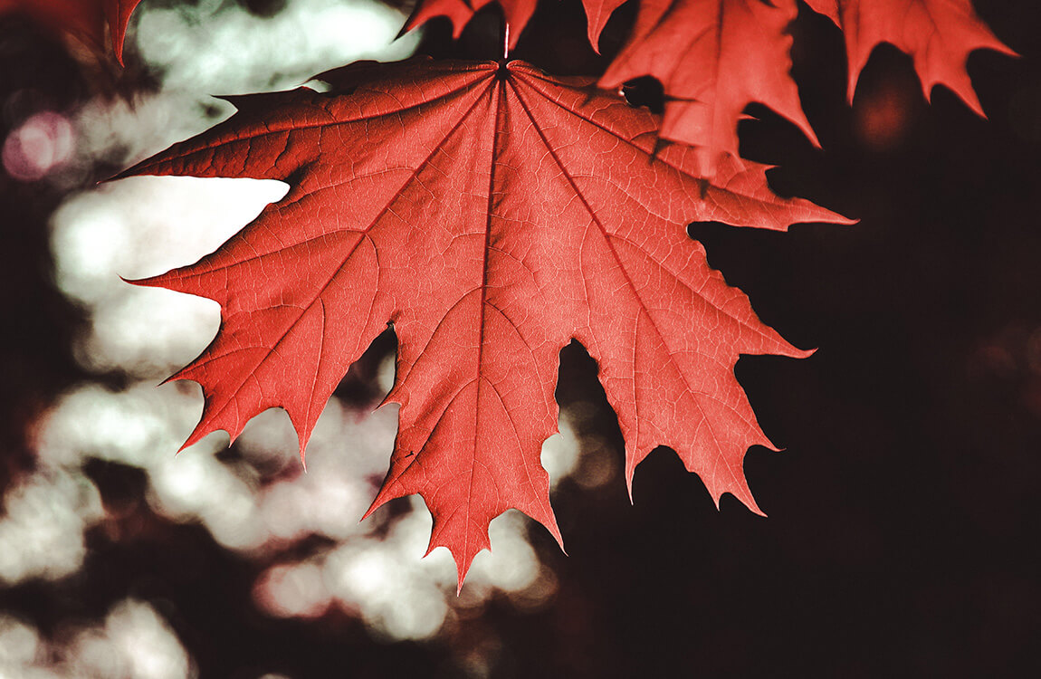 Maple-leaf